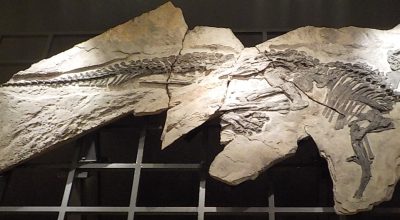 Il Geoportale e l’attività dell’ICA a supporto della tutela paleontologica